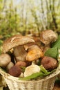 Edible Mushrooms nest Royalty Free Stock Photo