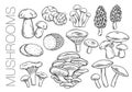 Edible mushrooms outline