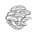 Edible mushrooms oyster outline icon. Royalty Free Stock Photo