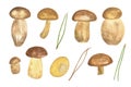 Edible mushrooms and pine needles set seasonal watercolor illustration for harvest time autumn celebrations, seasonal healthy