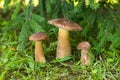 Edible Mushrooms Of Porcini Grow Under Fir In Coniferous Forest. Royalty Free Stock Photo