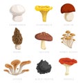 Edible mushrooms set. Cartoon flat design collection. Champignon, chanterelle, porcini, morel, shiitake, honey agaric, oysters, bl Royalty Free Stock Photo