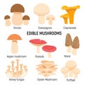 Edible mushrooms set. Champignon, chanterelle, porcini,morel vector illustration isolated Royalty Free Stock Photo