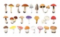 Edible mushrooms set.