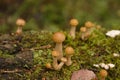 Edible mushrooms. Small mushrooms Armillaria mellea, honey fungus in the autumn forest. Royalty Free Stock Photo