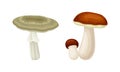 Edible mushrooms species set. Boletus and russula mushroom vector illustration