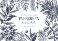 Evergreen plants collection