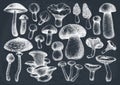 Edible mushrooms vector illustrations collection. Hand drawn food drawings. Forest plants sketches. Perfect for recipe, menu, Royalty Free Stock Photo