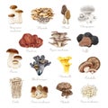 Edible mushrooms vintage style set. Watercolor painted illustration. Porcini, chanterelle, truffle, enoki, shiitake