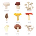 Edible mushrooms on white vector illustration