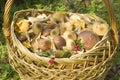 Edible mushrooms in a wicker basket Royalty Free Stock Photo