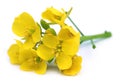 Edible mustard flowers