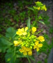 Edible mustard flowers over nature background.