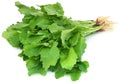 Edible mustard leaves