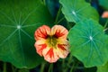 Edible nasturtium flower and leaves growing - yellow, orange, re