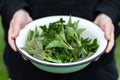 Edible nettle in a bowl, herbal harvest. Spring variety in food