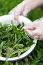 Edible nettle in a bowl, medicinal herbs harvest