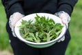 Edible nettles in a bowl, after harvest. Medicinal wild herbs