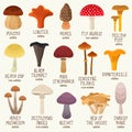 Edible and non-edible mushrooms vector set Royalty Free Stock Photo