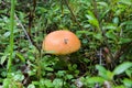 Edible Orange cap mushroom among cowberry thickets in forest