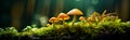 Edible orange - cap mushroom growing in green moss. Leccinum aurantiacum