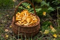 Edible orange chanterelle mushrooms in wicker basket in autumn fall forest close up. Natural, forest, meadow Royalty Free Stock Photo