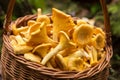 Edible orange chanterelle mushrooms in wicker basket in nature in forest close up, macro Royalty Free Stock Photo