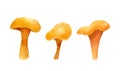 Edible orange chanterelles isolated on white background