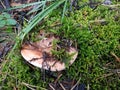 Edible orange mushroom