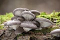 Edible oyster mushroom in autumnal forest