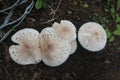 Edible Oyster Mushroom Growth on Land