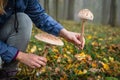 Woman picking Parasol Mushroom Macrolepiota procera in autumn forest Royalty Free Stock Photo