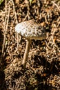 edible parasol mushroom
