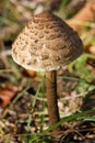 Edible parasol mushroom (Macrolepiota procera) Royalty Free Stock Photo