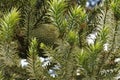 The edible pine cone fruit of Araucaria brasiliensis, not yet ripe.