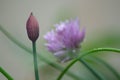 Chives, bud with seeds, Wild onion plant in bloom in the background, purple petals, green stem, outdoor