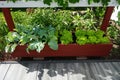 Edible plants Brassica oleracea var. gongylodes and Lactuca sativa var. crispa grow on a high bed in the garden in June. Royalty Free Stock Photo