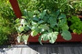 Edible plants Brassica oleracea var. gongylodes and Lactuca sativa var. crispa grow on a high bed in the garden in June. Royalty Free Stock Photo