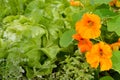 Edible plants in an organic garden.