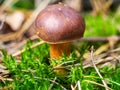 Edible polish mushroom (Polonica boletus) in green moss in pine forest, close up