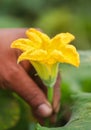 Edible pumpkin flower