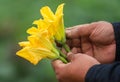 Edible pumpkin flower