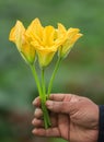 Edible pumpkin flower