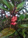 edible red forest fruit plants Royalty Free Stock Photo