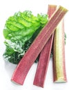 Edible rhubarb stalks on the white background Royalty Free Stock Photo