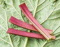 Edible rhubarb stalks on the wooden table