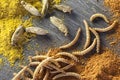 Edible roasted insects