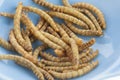 Edible roasted mealworms Royalty Free Stock Photo
