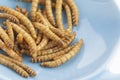 Edible roasted mealworms Royalty Free Stock Photo