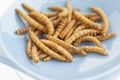 Edible roasted mealworms Royalty Free Stock Photo